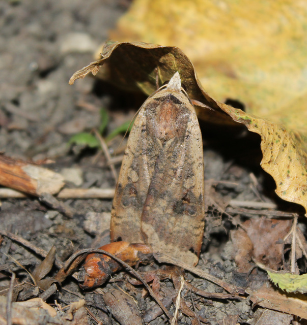 Noctua pronuba - nagy sárgafűbagoly