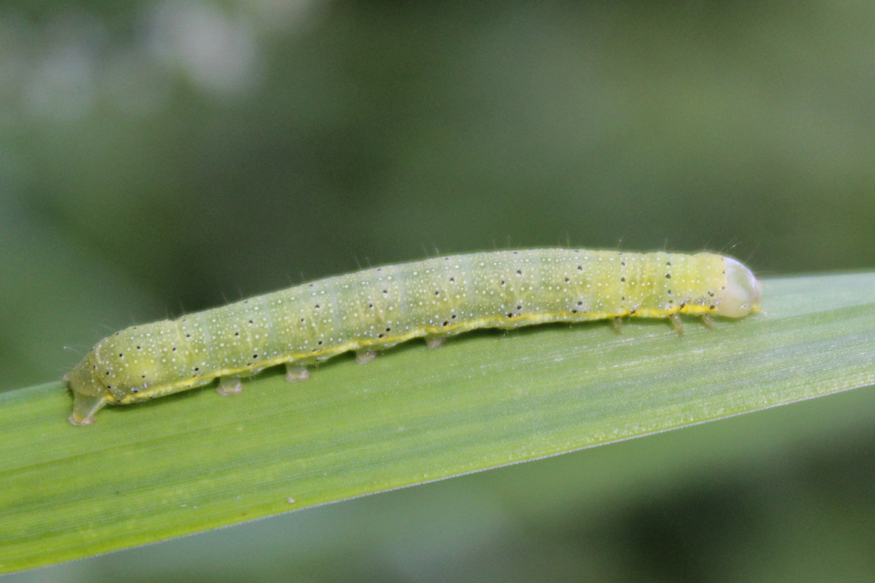 Lacanobia oleracea - saláta-kertibagoly