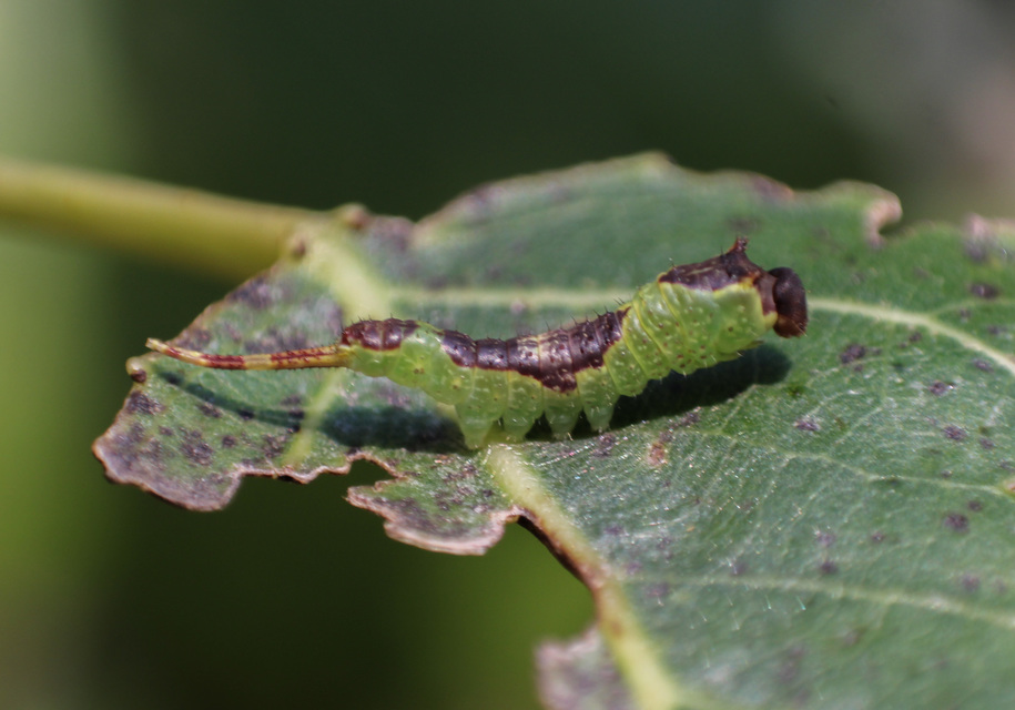 Furcula bifida - kis púposszövő