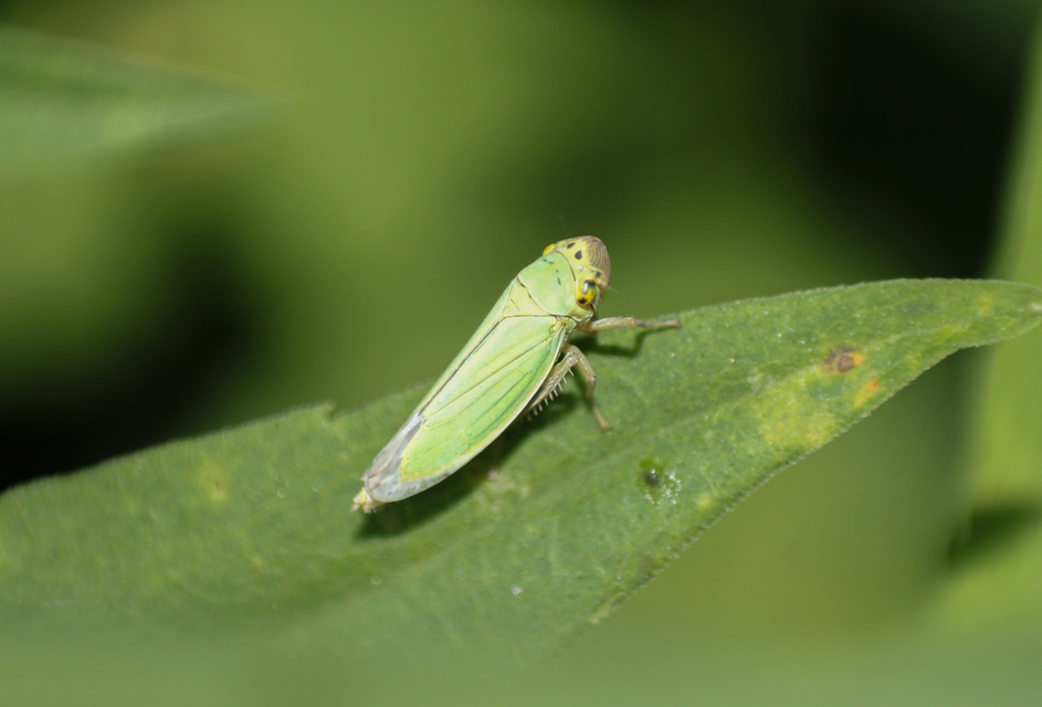 Cicadella viridis - méregzöld kabóca