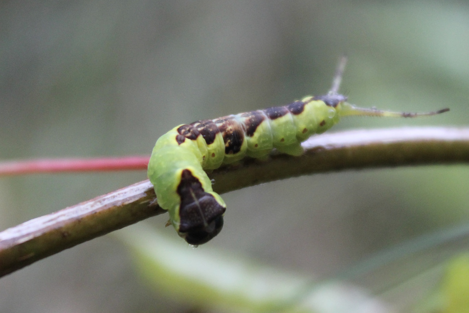 Furcula bifida - kis púposszövő