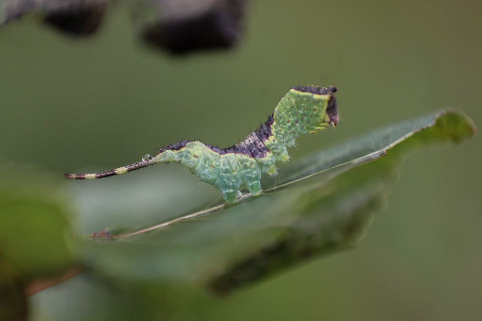 Furcula bifida - kis púposszövő