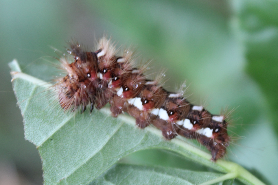 Acronicta rumicis - sóska-szigonyosbagoly Acronicta rumicis - sóska-szigonyosbagoly
