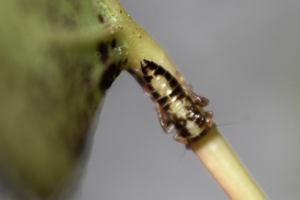 Cicadellidae - mezeikabócák