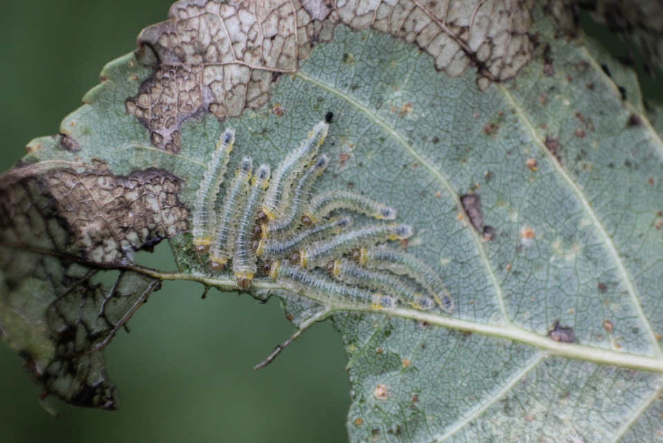 Trichiocampus viminalis
