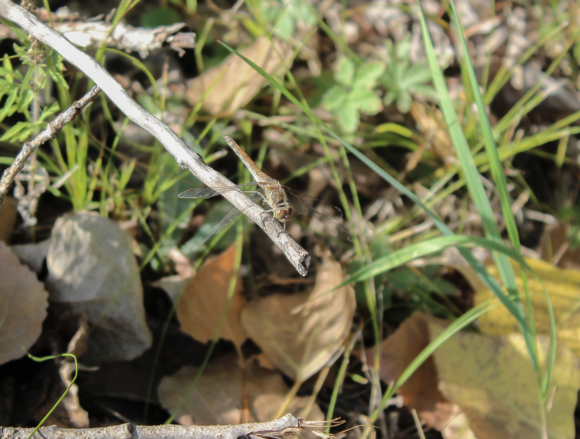 Sympetrum vulgatum - barkós katona-szitakötő