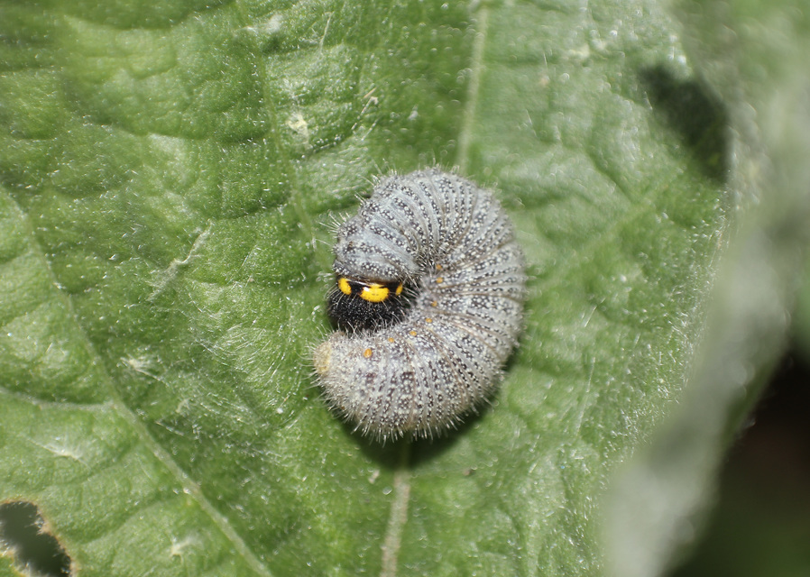 Carcharodus alceae - mályva-busalepke