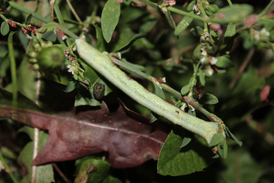Ascotis selenaria - holdas faaraszoló