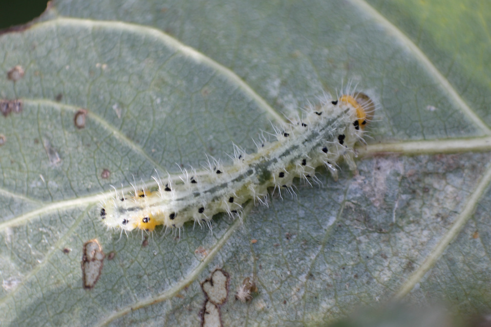 Trichiocampus viminalis
