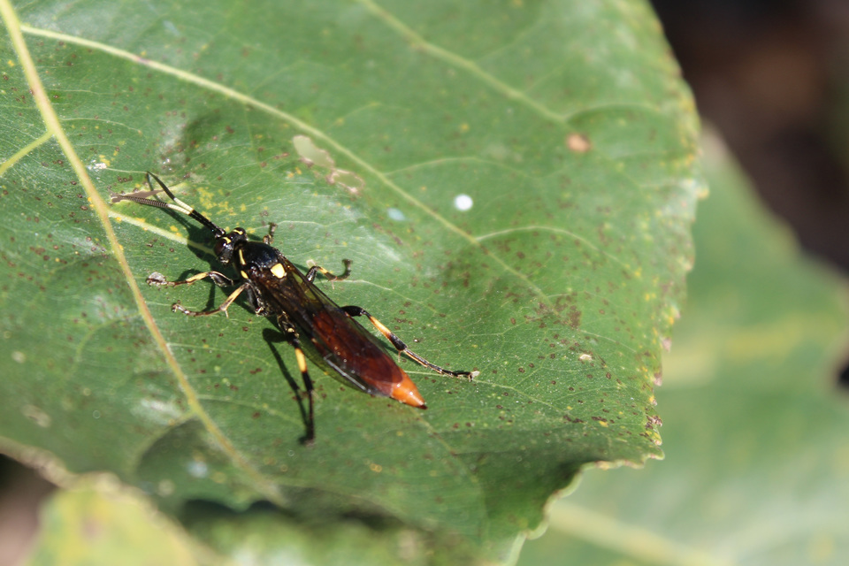 Ichneumoninae