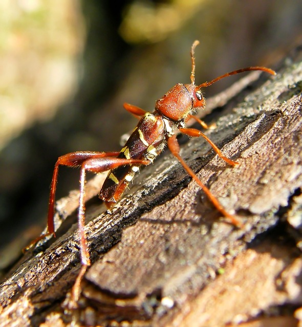 Neoclytus acuminatus - amerikai darázscincér