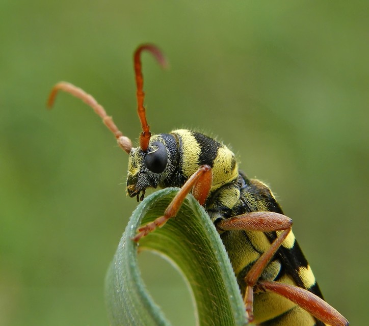 Echinocerus floralis - lucerna-darázscincér