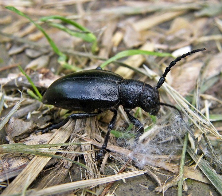 Dorcadion aethiops - fekete gyalogcincér