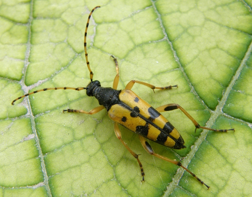 Rutpela maculata - tarkacsápú karcsúcincér