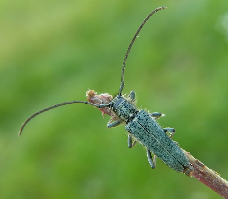 Phytoecia coerulescens - kígyósziszcincér