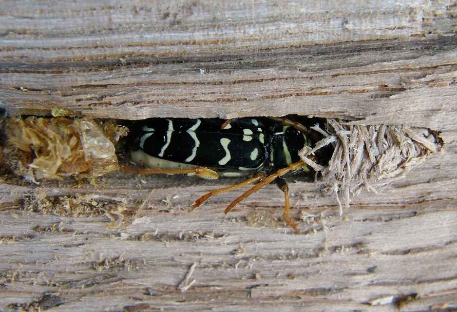 Plagionotus arcuatus - bársonyos darázscincér