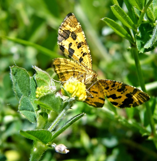 Pseudopanthera macularia - párducfoltos araszoló