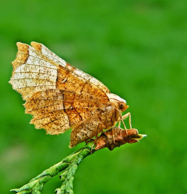 Selenia lunularia - egyfoltos holdasaraszoló