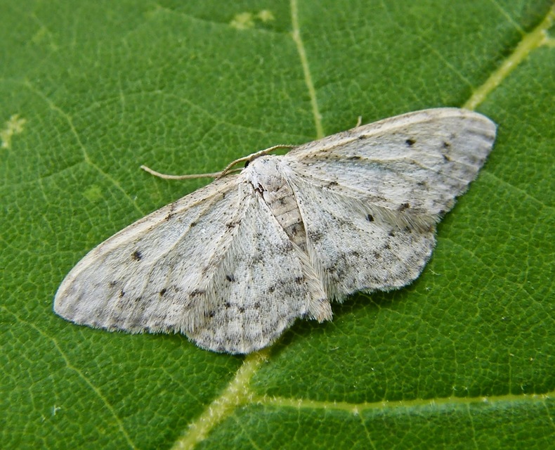Idaea seriata - szürke apróaraszoló