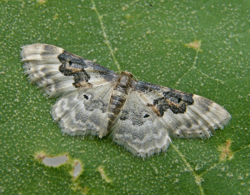 Idaea rusticata - tarka apróaraszoló