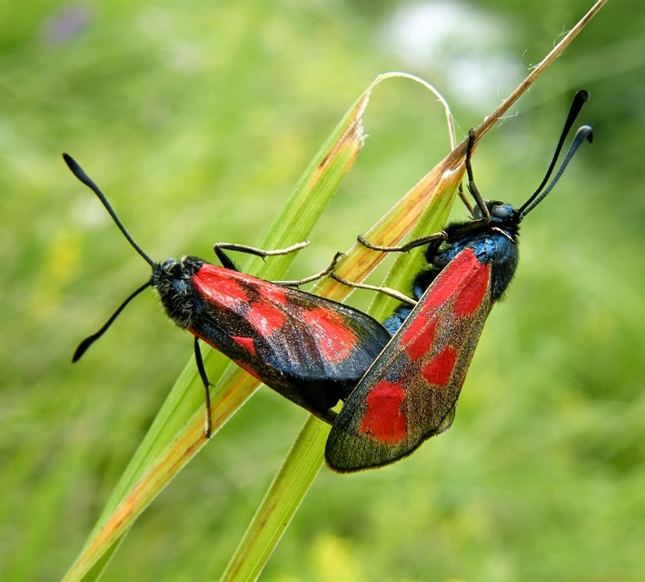 Zygaena loti - közönséges csüngőlepke