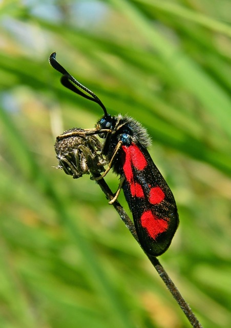 Zygaena loti loti