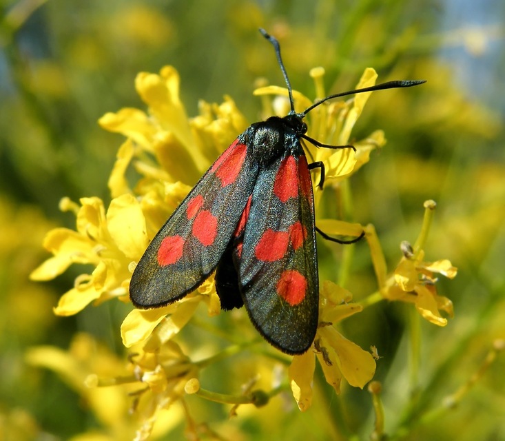 Zygaena