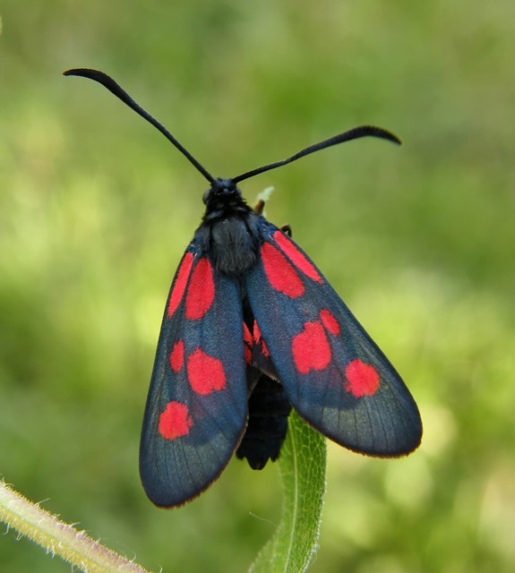 Zygaena