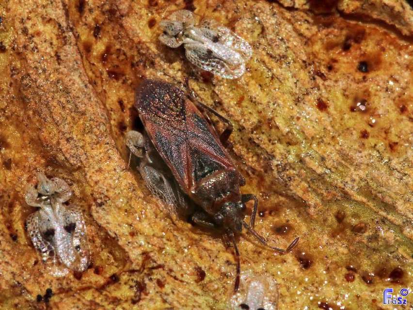 Arocatus longiceps - platánbodobács