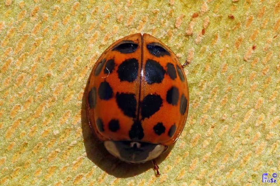Harmonia axyridis - harlekinkatica