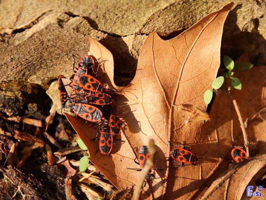 Pyrrhocoris apterus - verőköltő poloska