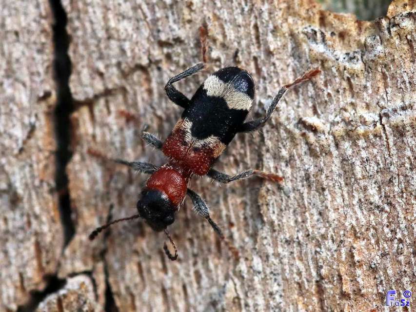 Thanasimus formicarius - vörösnyakú szúfarkas