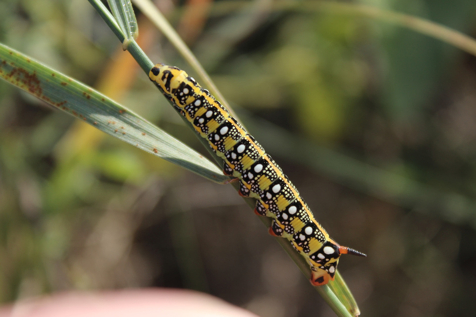 Hyles euphorbiae - kutyatejszender