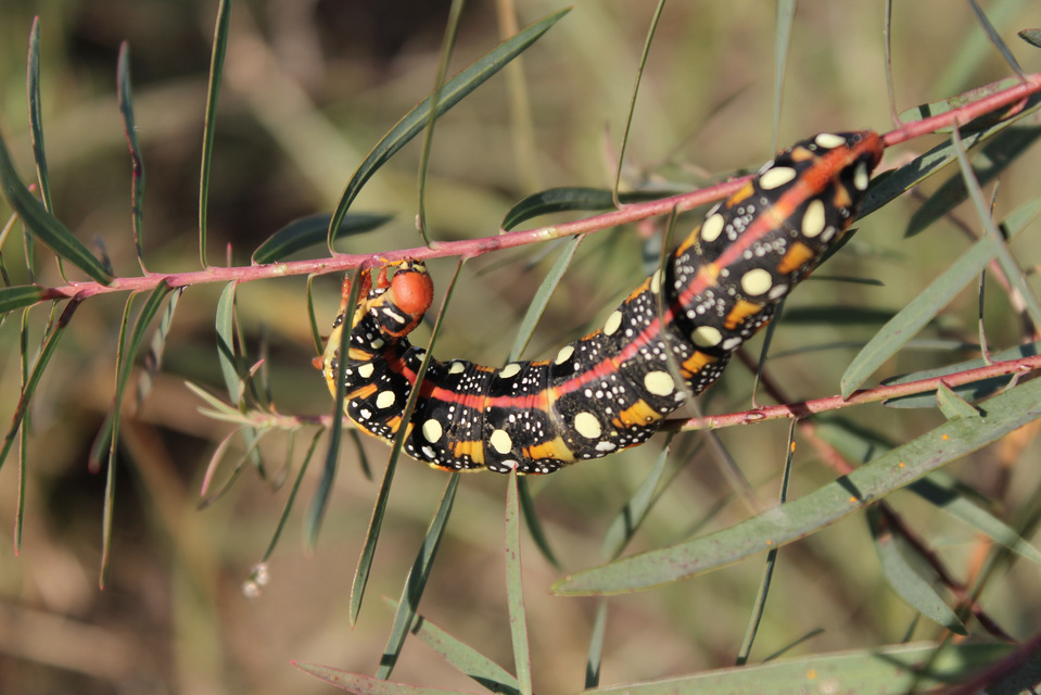 Hyles euphorbiae - kutyatejszender