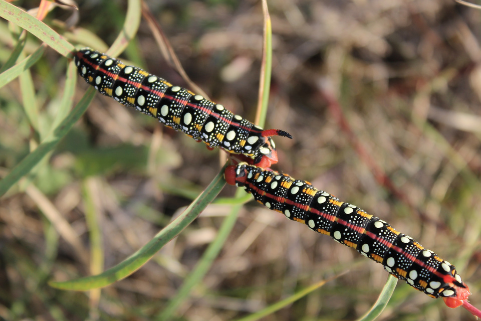 Hyles euphorbiae - kutyatejszender