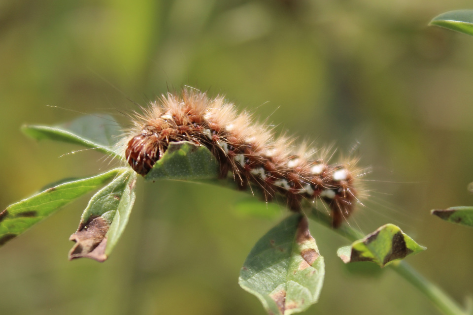 Acronicta rumicis - sóska-szigonyosbagoly Acronicta rumicis - sóska-szigonyosbagoly