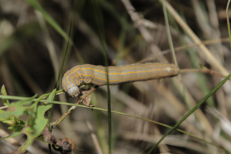 Anophia leucomelas - déli folyófűbagoly