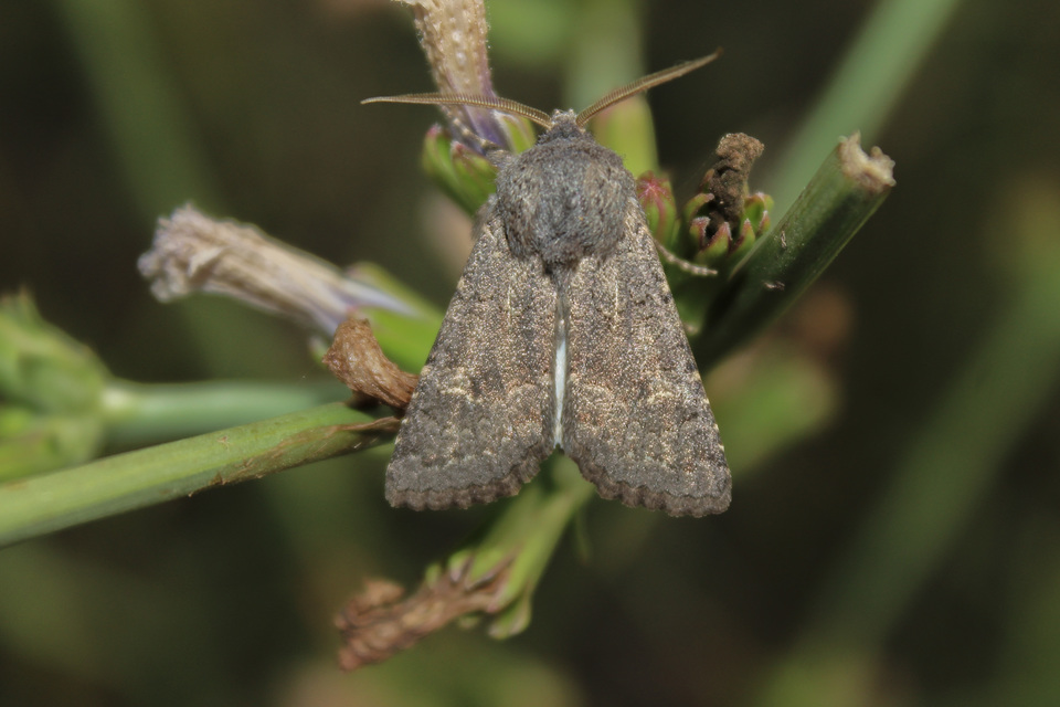Aporophyla lutulenta - sziki őszibagoly
