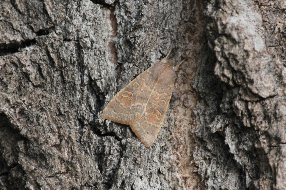Cirrhia ocellaris - fakó sárgabagoly