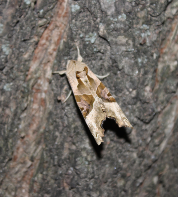 Phlogophora meticulosa - vándorló csipkésbagoly