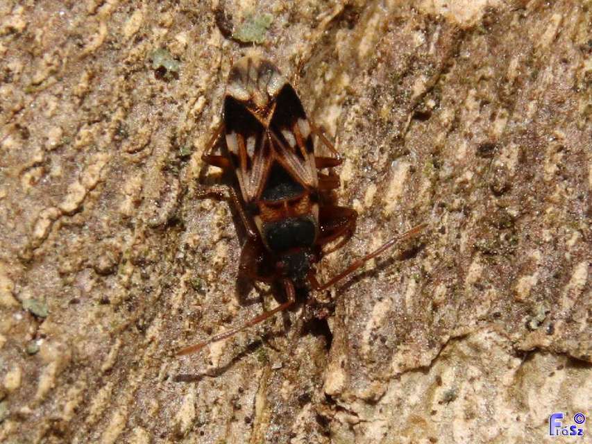 Scolopostethus pictus