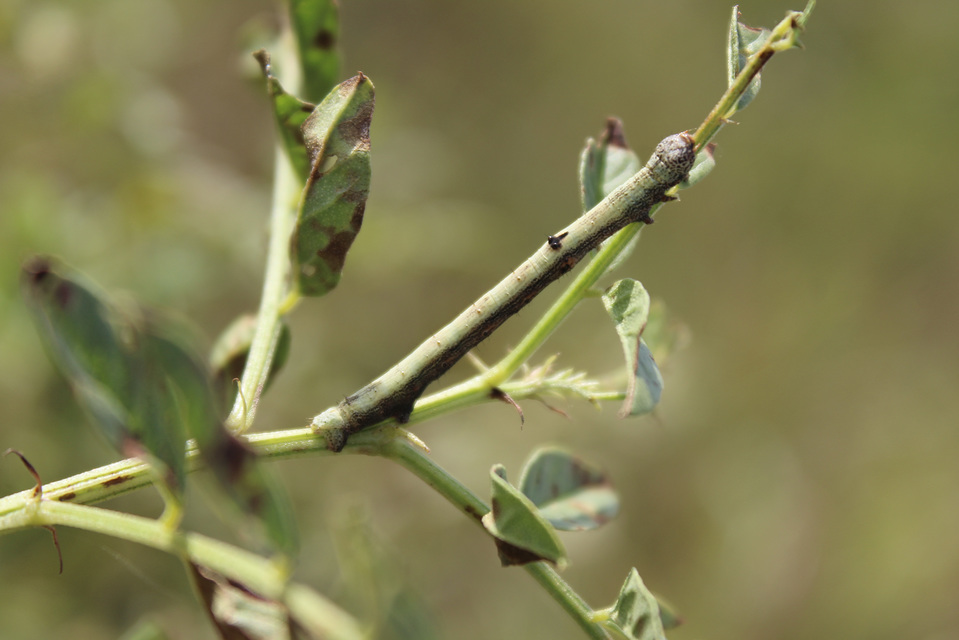 Ascotis selenaria - holdas faaraszoló