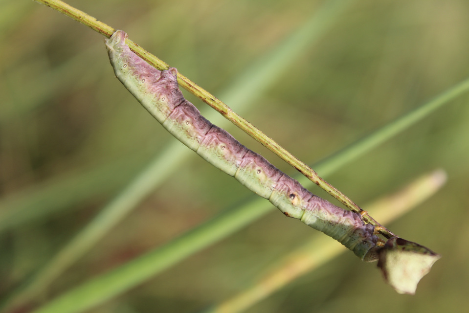 Ascotis selenaria - holdas faaraszoló