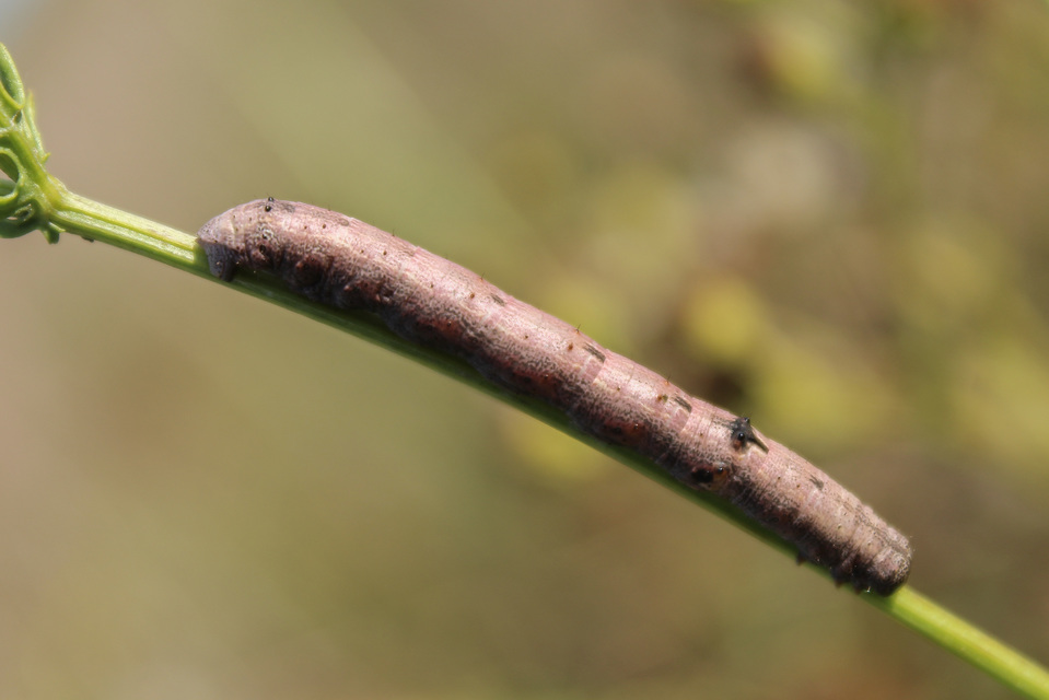 Ascotis selenaria - holdas faaraszoló