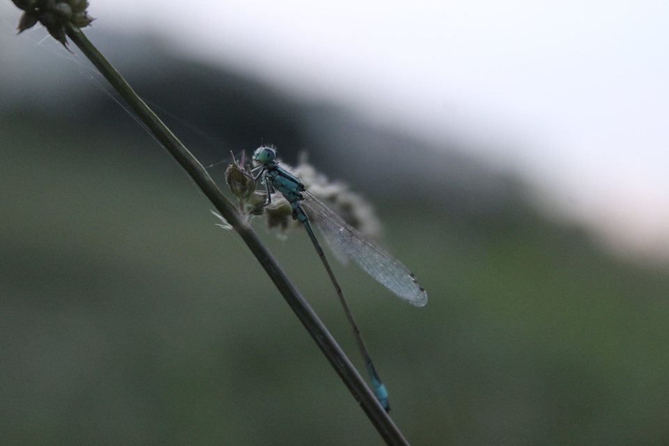 Ischnura elegans