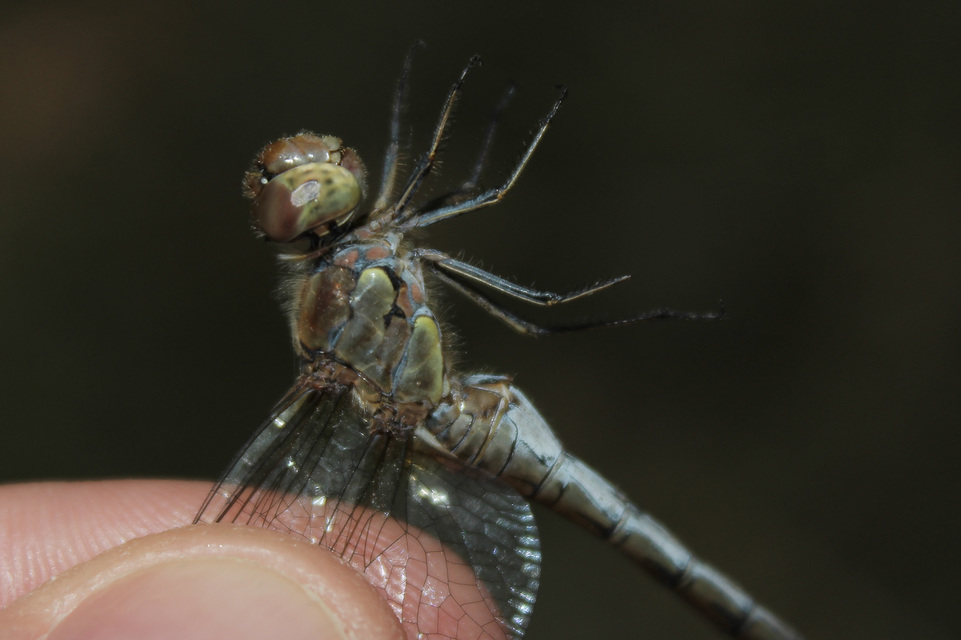 Sympetrum striolatum - harántsávos katona-szitakötő