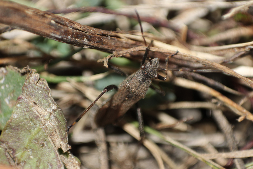 Alydus calcaratus - szőrös tövispoloska