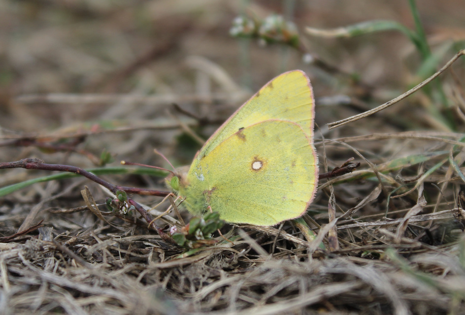 Colias croceus - sáfránylepke