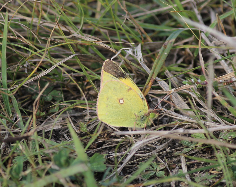 Colias croceus - sáfránylepke