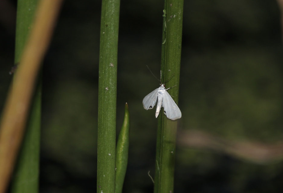 Cataclysta lemnata - békalencsemoly